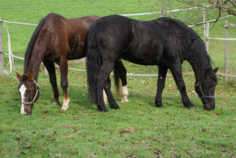 Mäni und Dundee geniessen ihre Freizeit auf der Weide im Spiegelberg