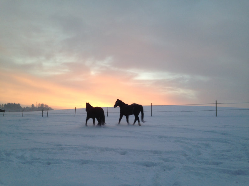 Umgebung der Reittherapie Grasswil im Winter