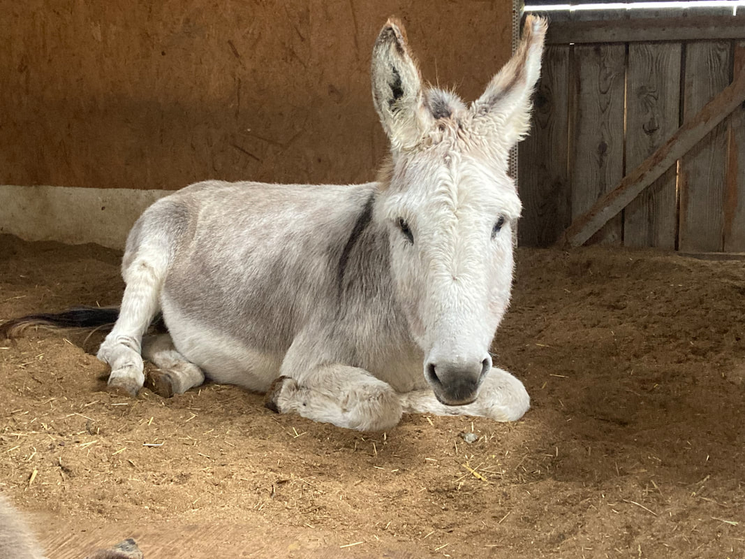 Reittherapie Teammitglied Camino