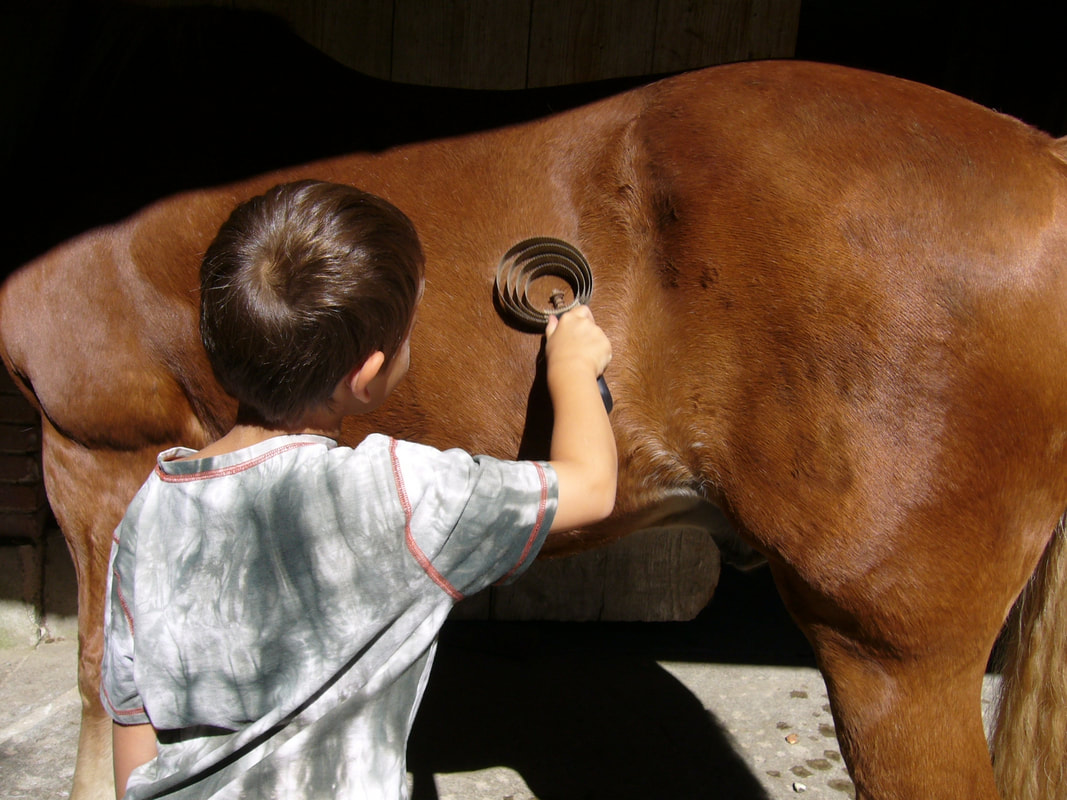 Ein Kind pflegt vor dem Stall das Fell von Staccato