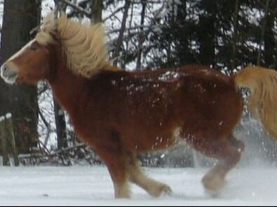 Therapiepferd Staccato