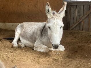 Reittherapie Teammitglied Camino