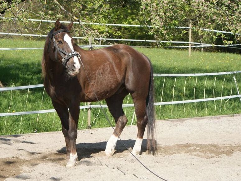 Reittherapie Teammitglied Dundee