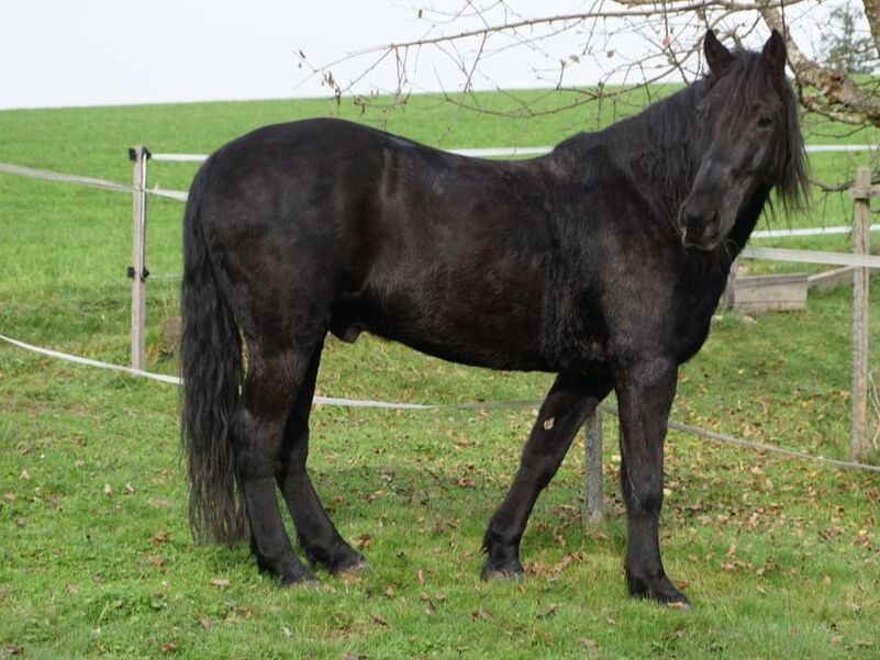 Reittherapie Teammitglied Mäni