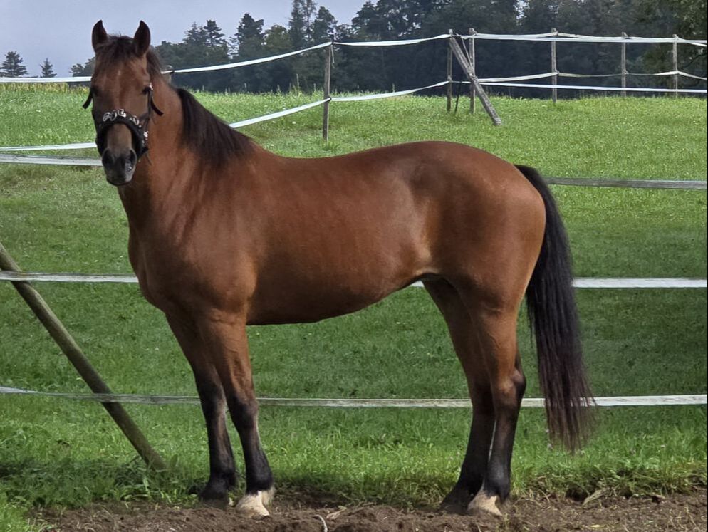 Reittherapie Teammitglied Naska