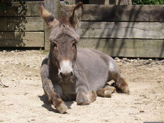 Reittherapie Teammitglied Lara