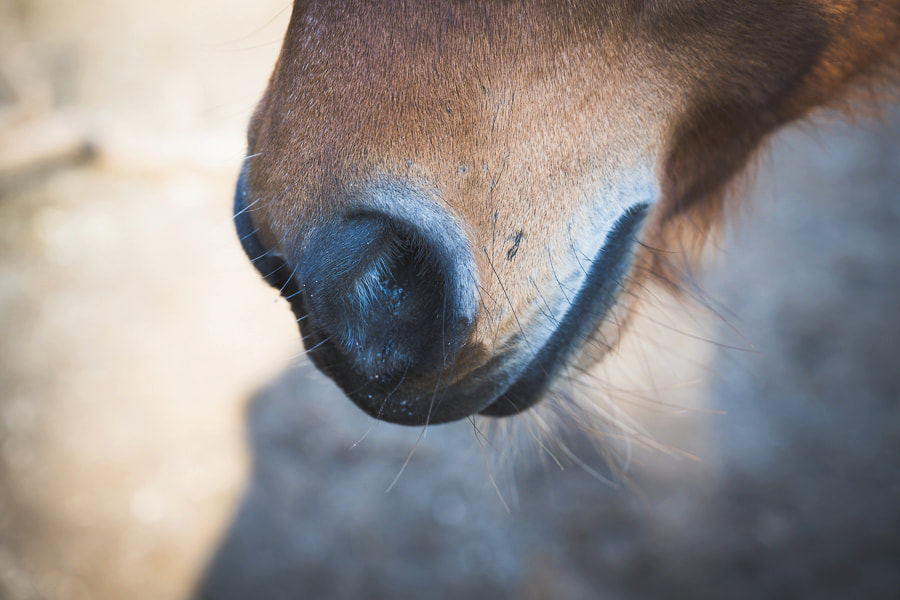 Pferde haben ein feines Sensorium und sie sind unvoreingenommene Trainingspartner.